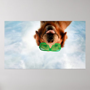 Poster Ouro Retriever Com Óculos De Sol Verde