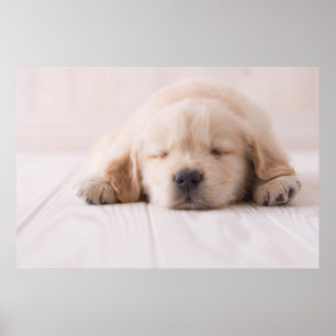 Póster Ouro Retriever Dormir
