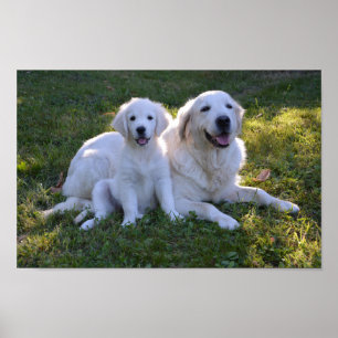Poster Ouro Retriever Mãe e Puppy