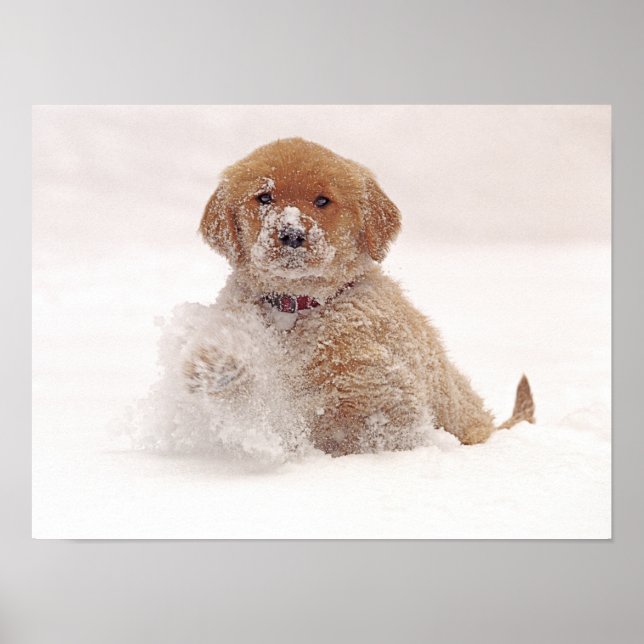 Póster Ouro Retriever Pup na neve (Frente)