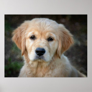 Poster Ouro Retriever Puppy
