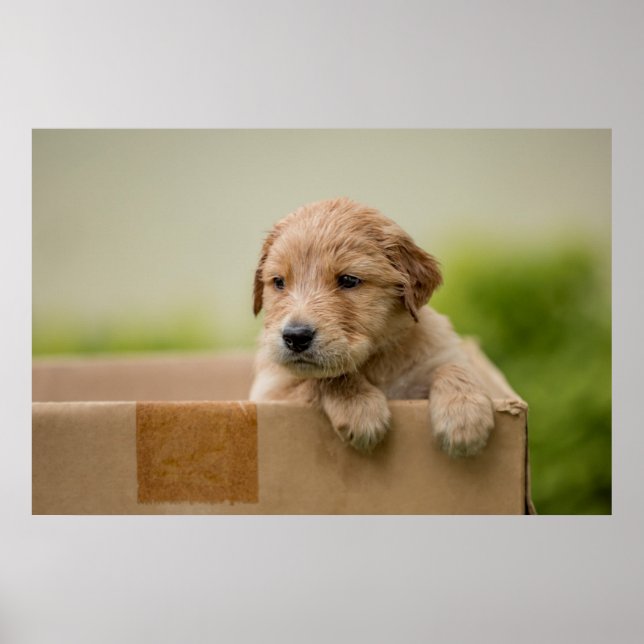 Poster Ouro Retriever Puppy in Box (Frente)
