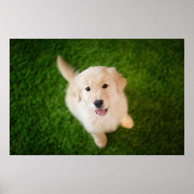 Poster Ouro Retriever Puppy no Grass (Frente)