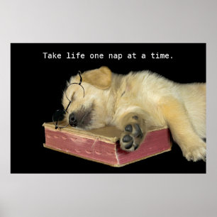 Poster Ouro Retriever Puppy no livro