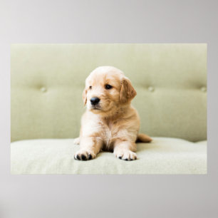 Poster Ouro Retriever Puppy no sofá