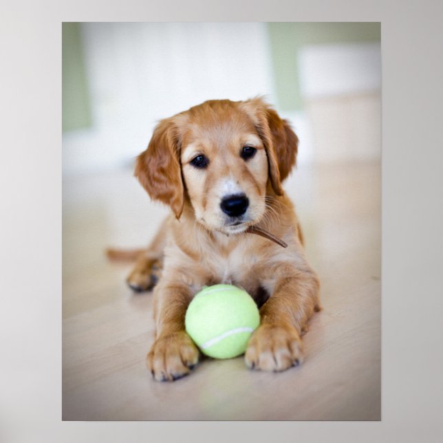 Poster Ouro Retriever Puppy Quer Jogar (Frente)