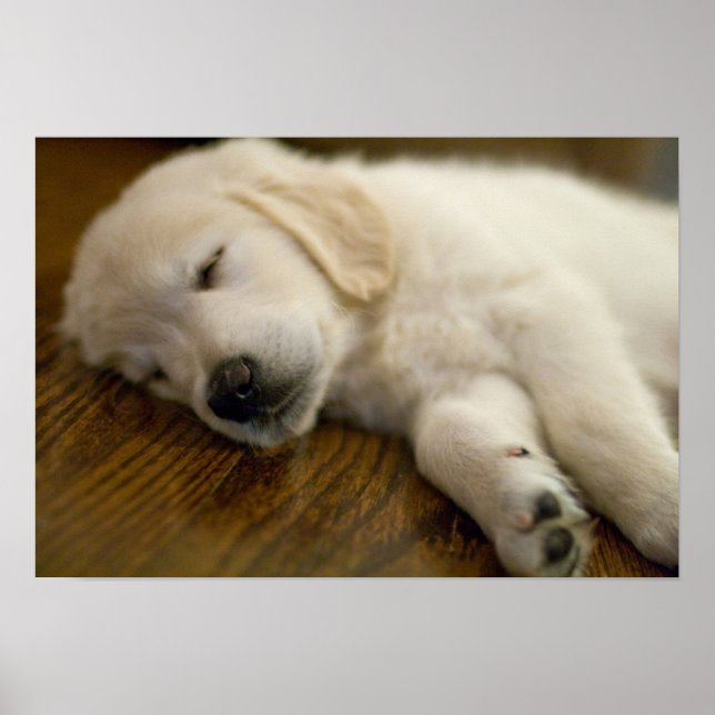 Póster Ouro Retriever Puppy Suma (Frente)