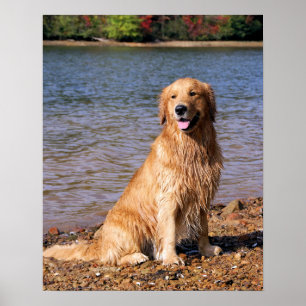 Poster Ouro Retriever Sentado