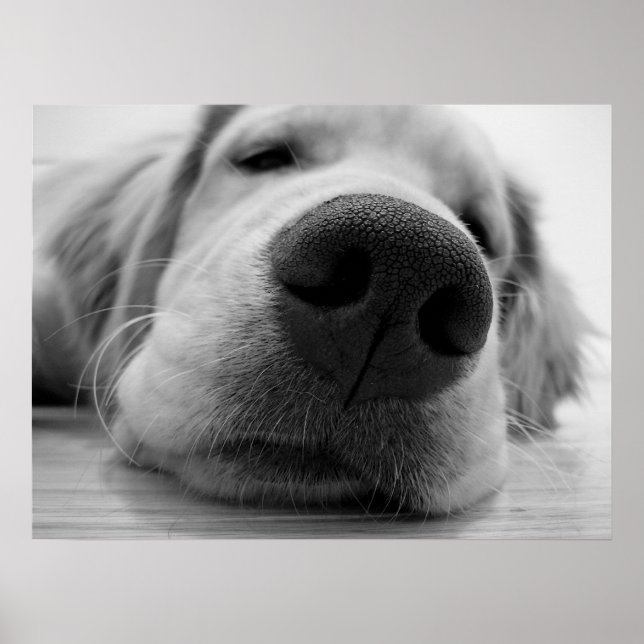 Poster Ouro sonolento (Frente)