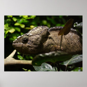 Poster Oustaleti de Furcifer