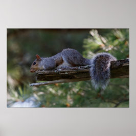 Poster Out on a Limb