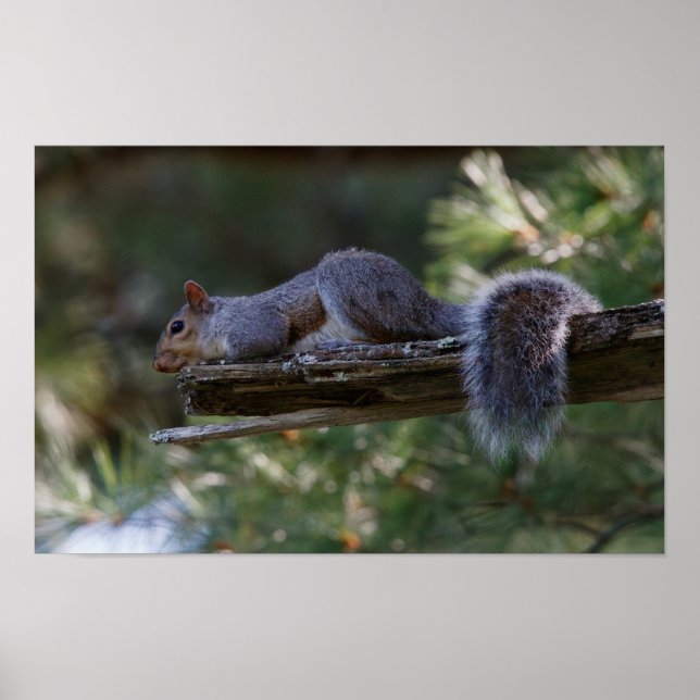 Poster Out on a Limb (Frente)