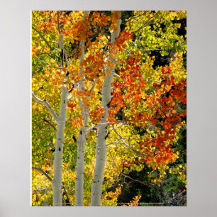 Póster Outono Aspen 16" do Mt. Charleston nanovolt x 20"