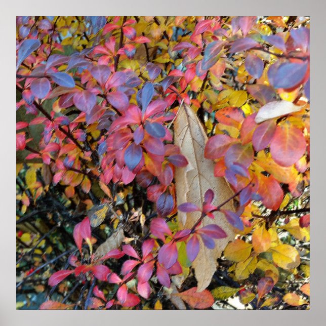 Poster outono colorido (Frente)