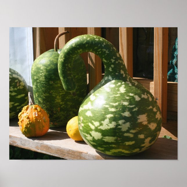 Póster Outono de Gourds Gigantes (Frente)
