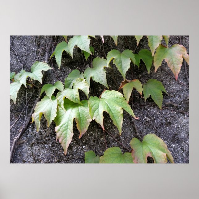 Póster Outono em um muro (Frente)