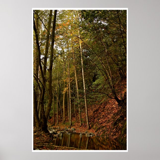 POSTER OUTONO NA FLORESTA COM ÁRVORES E REFLEXOS (Frente)