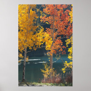 Póster Outono no lago bear