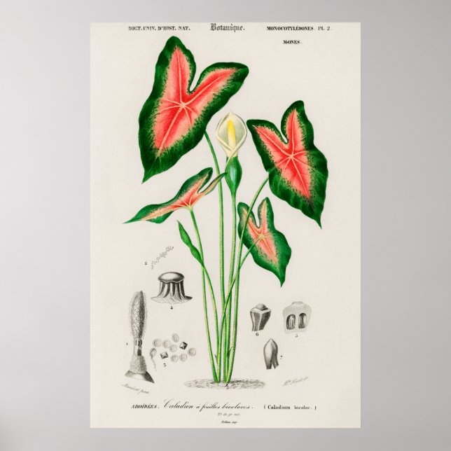Poster Ouvido elefante (Caladium bicolor) (Frente)