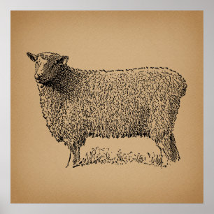 Poster Ovelha Clássica Ilustração de Arte Antica Anima