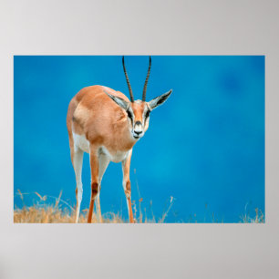 Póster Ovelha da Gazela de Grant (Gazella Granti)