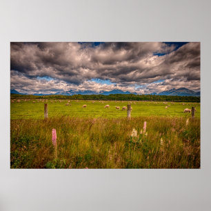 Póster Ovelha em Fiordland, Te Anau, Nova Zelândia