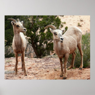 Póster Ovelha Engraçada no Parque Nacional do Zion