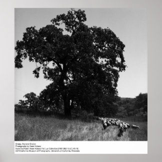 Poster Ovelha, Estação de Hopland, por Ansel Adams