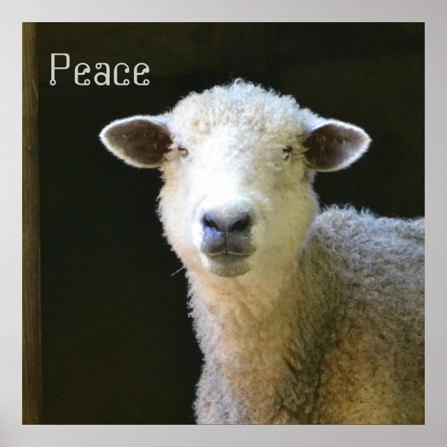 Poster Ovelha gentil (Frente)