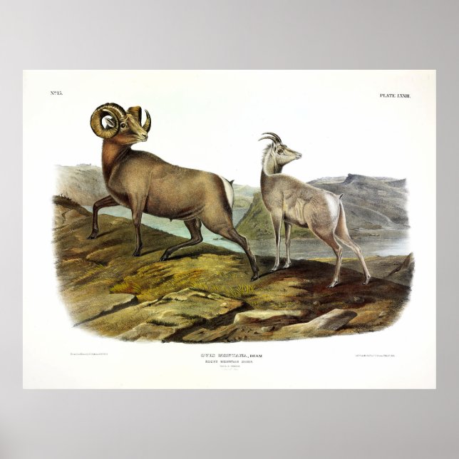 Poster Ovelha Rocky Mountain, Ovelha Bighorn de Audubon (Frente)