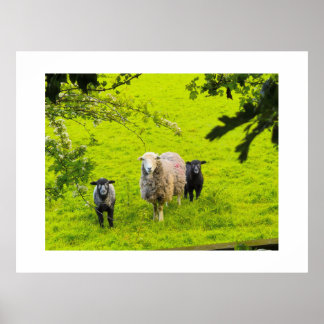 Poster Ovelhas