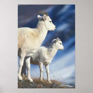 Póster ovelhas Dall, Ovis dalli, ovelha e cordeiro