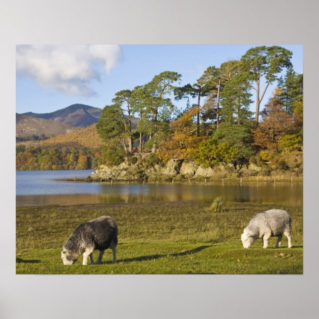 Poster ovelhas Herdwick em Friars Crag, Derwentwater, 2 (Frente)