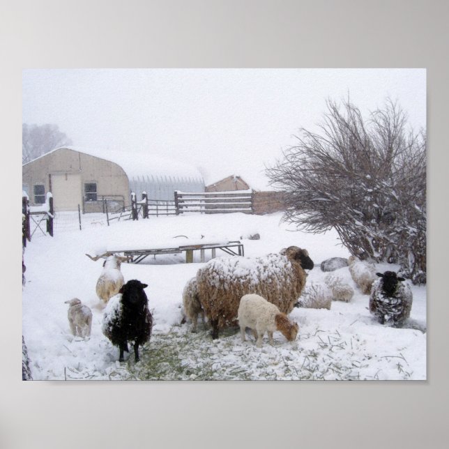 Póster Ovelhas Na Neve De Abril (Frente)