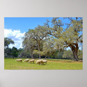 Póster Ovelhas Pastando em Middleton Place, Carolina do S