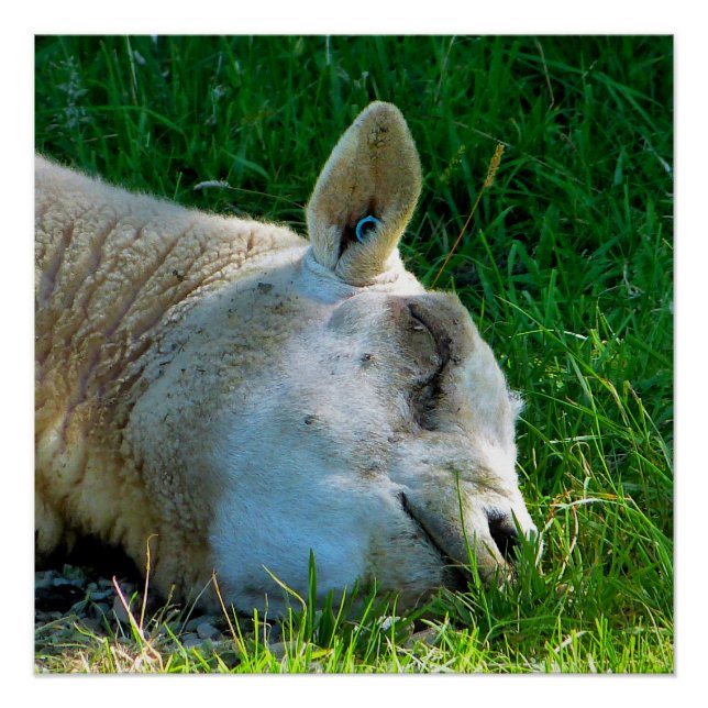 PÓSTER OVINO (Frente)