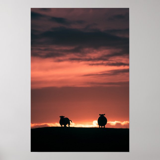 Poster Ovino - Foto de natureza sunset (Frente)