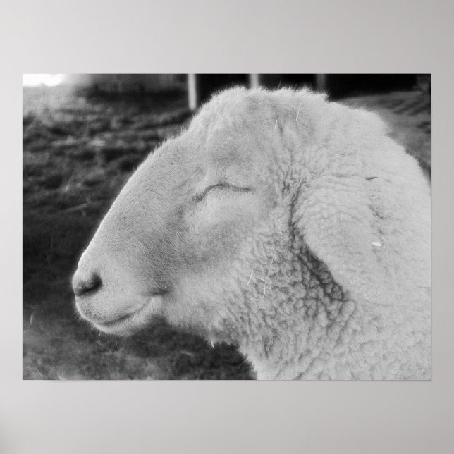 Póster Ovinos (Frente)