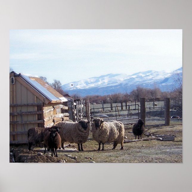 Póster Ovinos (Frente)