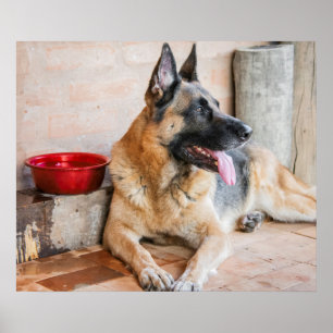 Poster Ovinos Alemães Descansados Por Bacia De Água