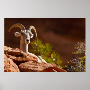 Poster Ovinos do Desert Bighorn (Ovis canadensis nelsoni)