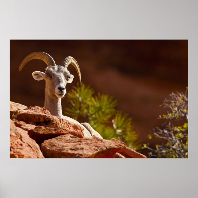 Poster Ovinos do Desert Bighorn (Ovis canadensis nelsoni) (Frente)