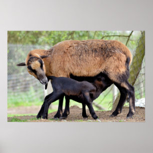 Póster Ovinos em Cameroun e borregos em aleitamento