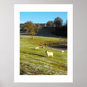Póster Ovinos no inverno