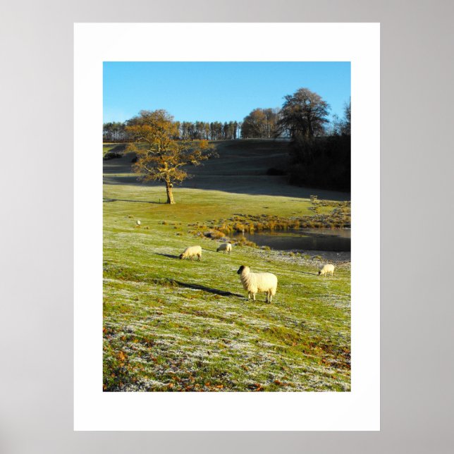 Póster Ovinos no inverno (Frente)