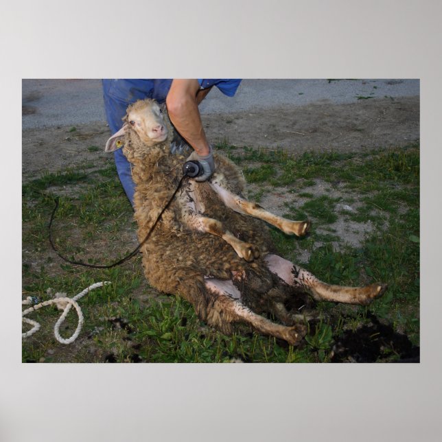 Póster Ovinos Ocupados (Frente)