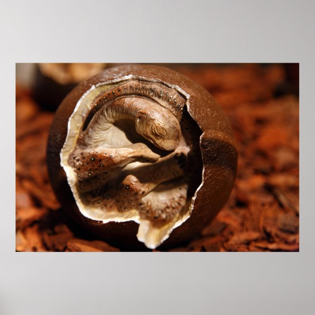 Poster Ovo de dinossauro com embrião (Frente)