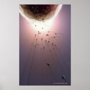 Póster Ovo que está sendo fertilizado pelo esperma
