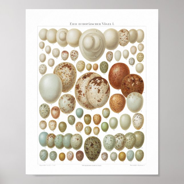 Poster Ovos de aves europeias da década de 1800 Vintage (Frente)