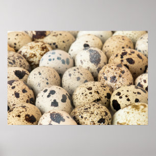 Póster Ovos de codorniz